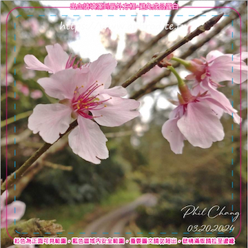 新北瑞芳金瓜石環保吸水紙杯墊 10入(尺寸：8.5 x 8.5 cm 厚度：1.2mm 材質：環保無毒玉米紙漿大豆油墨印製，最天然環保無毒的印刷）